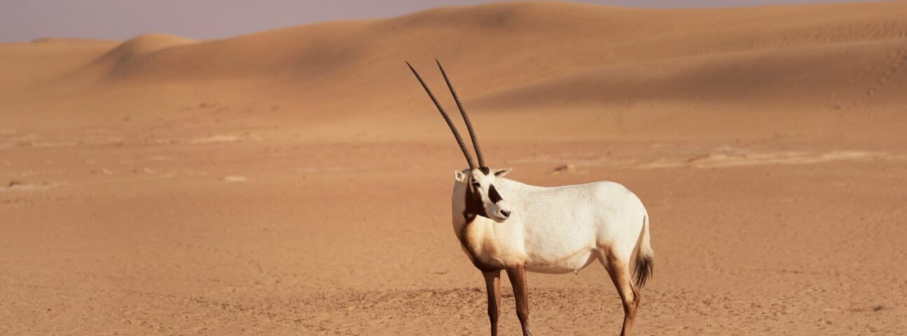 desert wildlife