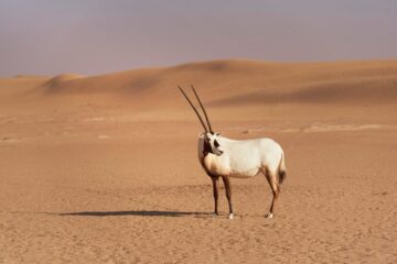 desert wildlife