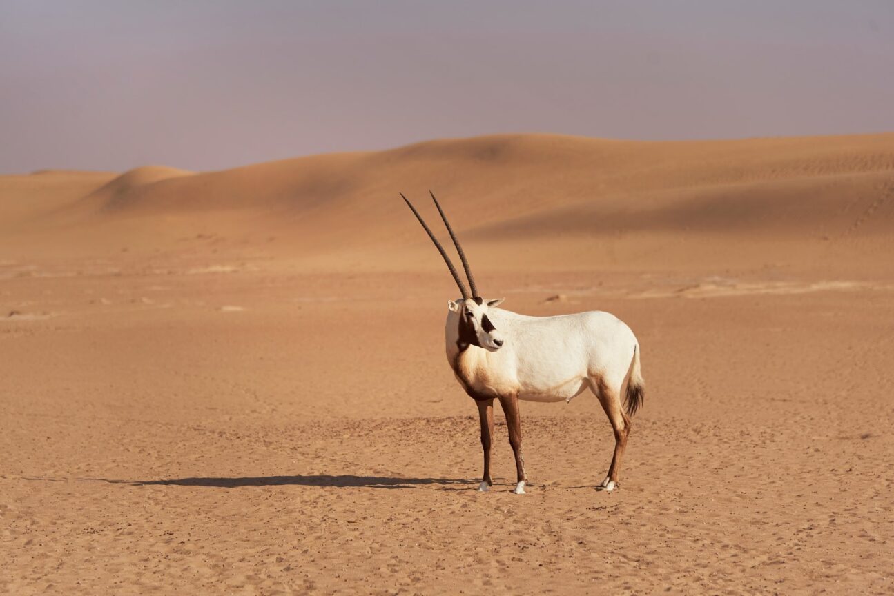 Wildlife In The Heart Of Dubais Desert Wonders