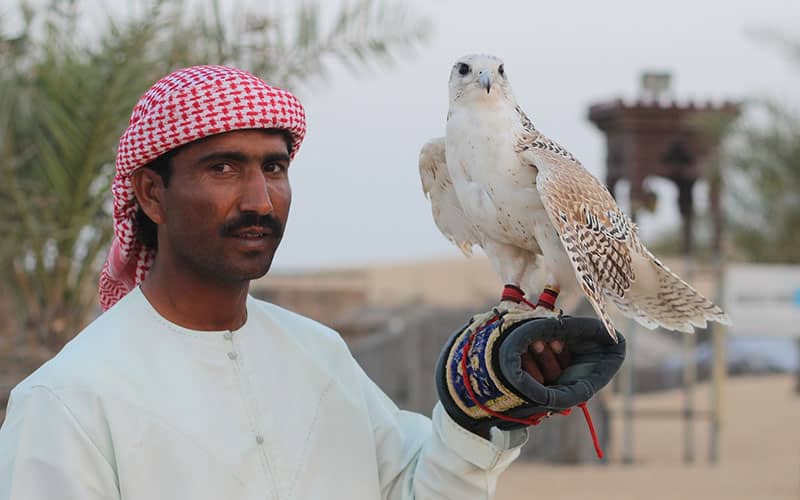 Bedouin-Falconry