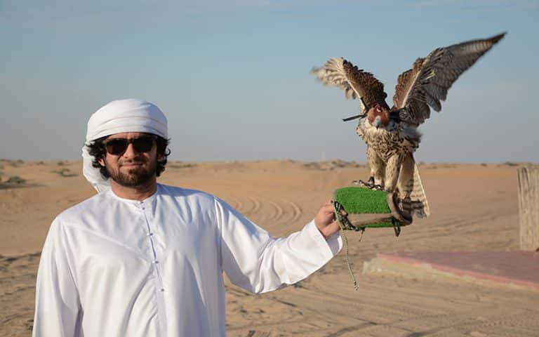 Dubai Falcon Shows - Falcon Types, Top Spots to See and Tips