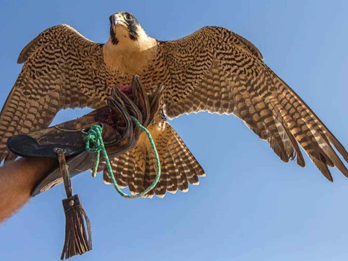 Dubai Falcon Shows - Falcon Types, Top Spots to See and Tips