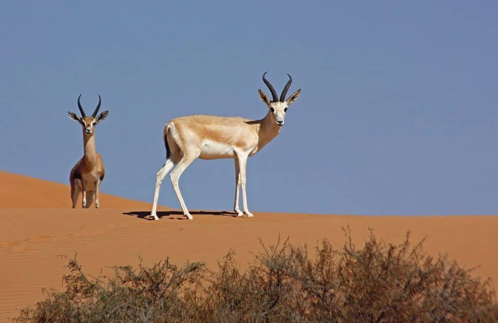 Arabian Gazella